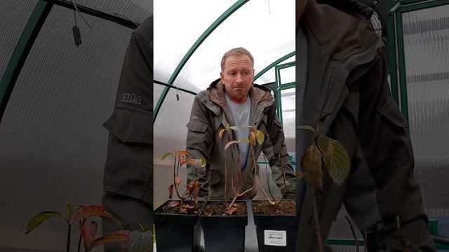 Обработка сада железным купоросом. смотреть онлайн