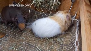 7 ФАКТОВ о Морских Свинках | SvinkiShow