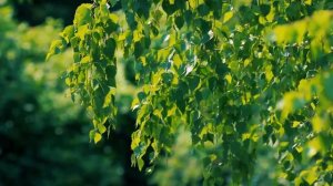 Футаж — Красивые ветки березы летним днем. Березка. Футажи (footage) красивая природа [FullHD]