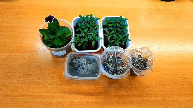 Первые всходы ,фитолампам НЕТ ,новенькое средство от клеща на рассаде ! смотреть онлайн