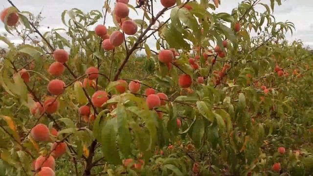 Персик сорт Кандор від цвітіння до плодоношення смотреть онлайн