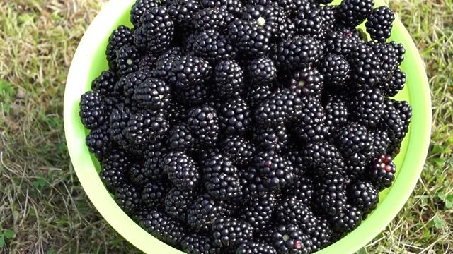 Выращивание ежевики - урожайность (видео) смотреть онлайн