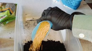 Пересадка фикуса Микрокарпа Гинсенг