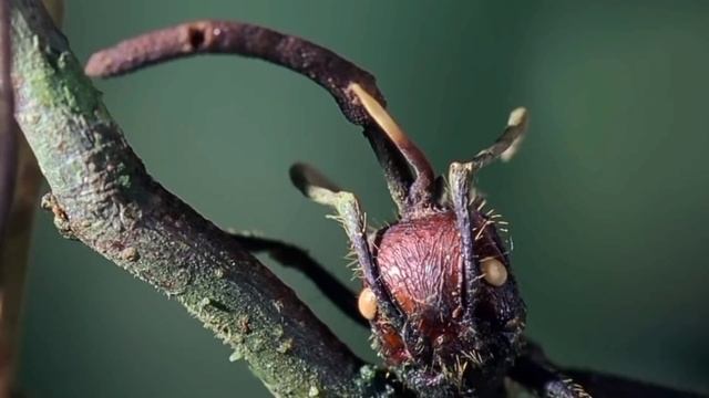 гриб которые превращает насекомых в зомби , кордицепс смотреть онлайн