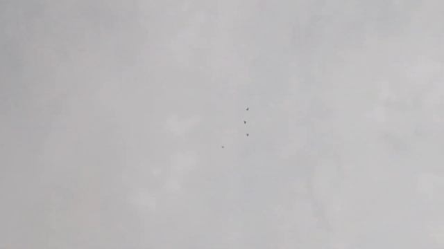 дорогие подписчики и гости канала 3 ноября вечерние тренировки голубей смотреть онлайн