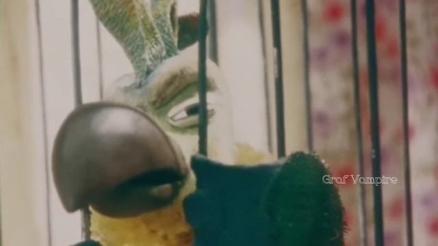 Клип/Узник/Вольные птицы)