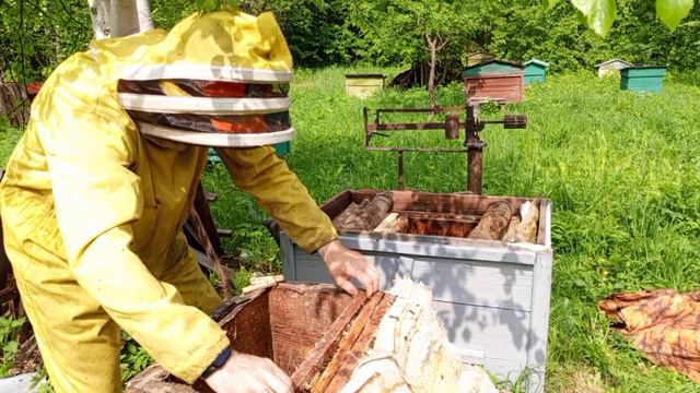 Ловля роев.Пересадка пойманного роя с последующим развитием.Обзор 1.Пасека в лесу.🍯🐝🌳