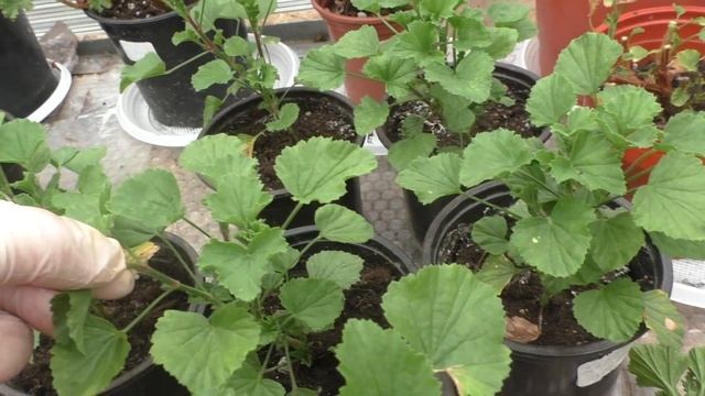 Пеларгонии ангелы. Обрезка, дальнейший уход, борьба с белокрылкой смотреть онлайн