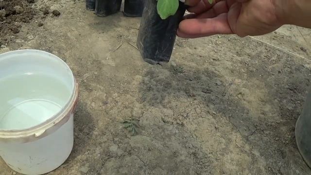 Почему наша Петуния не такая как у вас??? ПОСТУПИЛА ЖАЛОБА. Видео для тех кто необоснованно жалуетс смотреть онлайн