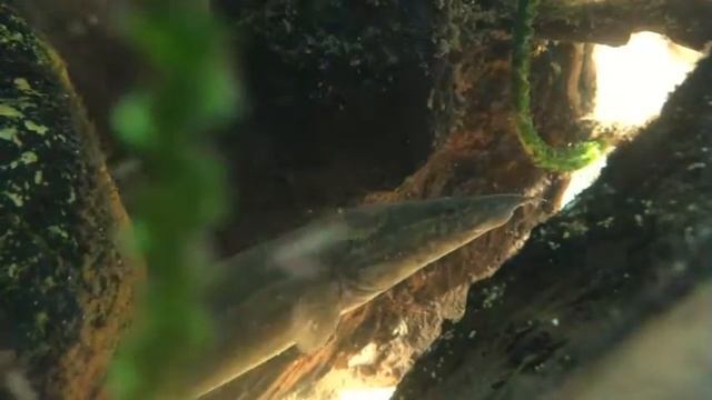 ПОЛИПТЕРУС и МАСТАЦЕМБЕЛ смотреть онлайн