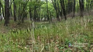 Сбор папоротника весной / Приморский край / Уссурийск / Природа России