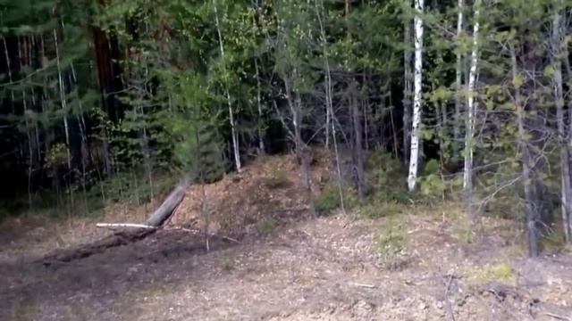 с 1 августа 2017 открывается охота на бурого медведя смотреть онлайн