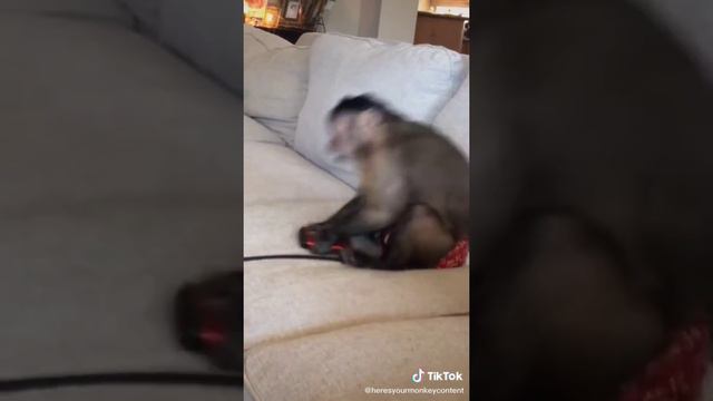 СМЕШНЫЕ ВИДЕО ЖИВОТНЫХ С ТИКТОКА #2 смотреть онлайн