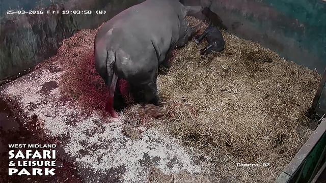 Rhino Birth Caught On CCTV At West Midland Safari Park