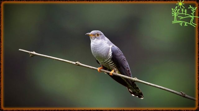 Голоса птиц Как поёт Кукушка глухая (Cuculus saturatus).mp4 смотреть онлайн