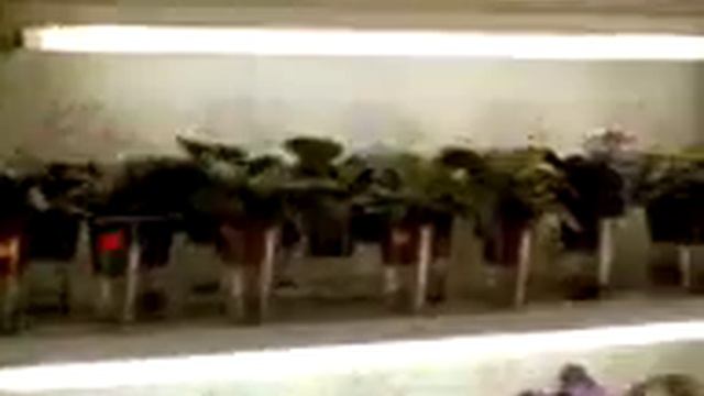 Оранжерея фиалок в квартире смотреть онлайн