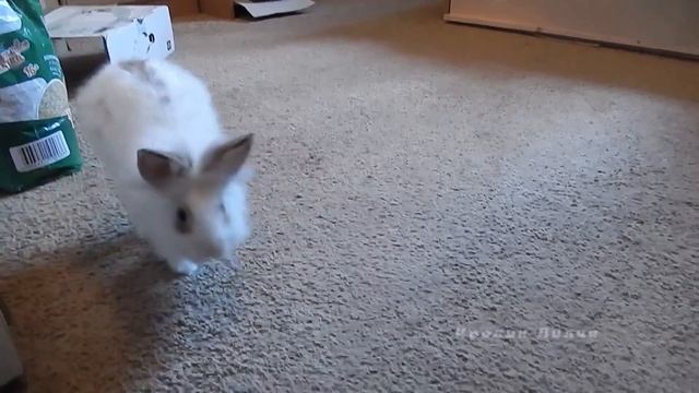 Дрессировка кролика – Команда «Ко мне» Часть2 Training rabbit смотреть онлайн
