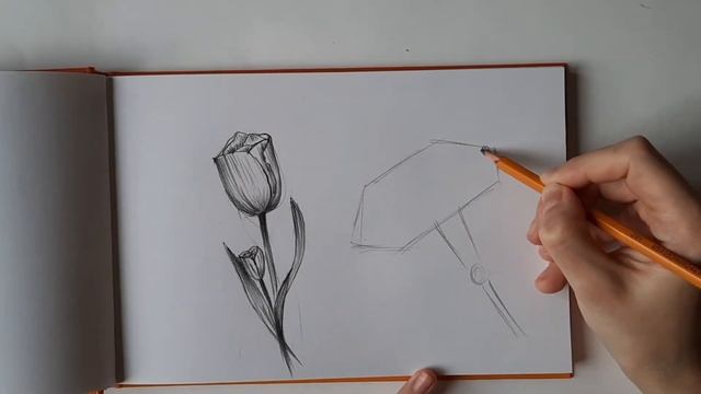 Как нарисовать цветы простым карандашом. Тюльпан и гвоздика карандашом смотреть онлайн