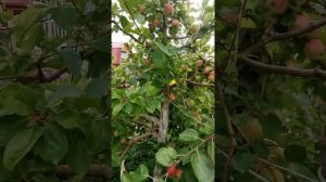 Яблоня Конфетное против Суйслепского в ЛенОбл.