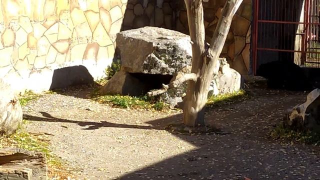 Домбай .Тебердинский заповедник 6 ноября 2022 Домбай .Тебердинский заповедник смотреть онлайн