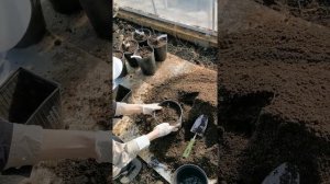 Как посадить гортензию в горшок