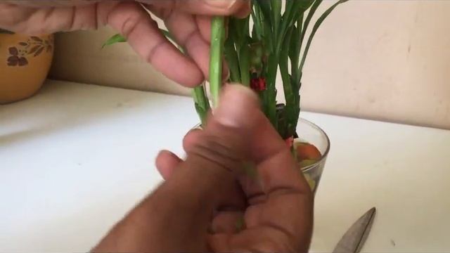 How to grow Lucky Bamboo from cuttings|| How to propagate Lucky Bamboo- Backyard Gardening смотреть онлайн