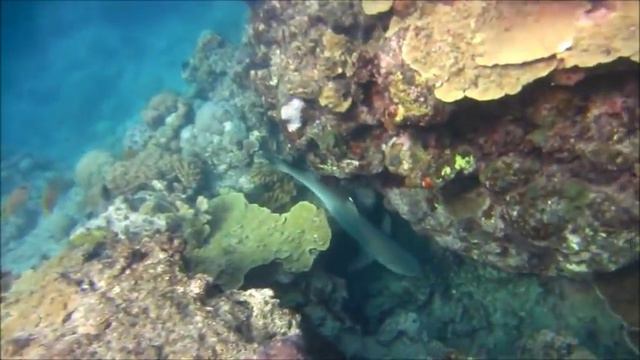 Great Barrier Reef and Dolphins смотреть онлайн
