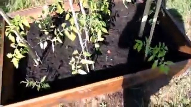 Что можно сделать на даче за два часа? Обход и полить при необходимости. Два полезных совета для Ва смотреть онлайн