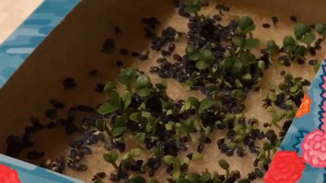 Живые открытки Happy plant смотреть онлайн