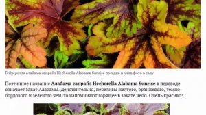 Гейхерелла посадка и уход в открытом грунте Сорта и виды фото с названием