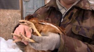 КАК ПРАВИЛЬНО ВЫБРАТЬ ПЕТУХА В КУРЯТНИК//МОЯ ЛЮБИМАЯ УСАДЬБА