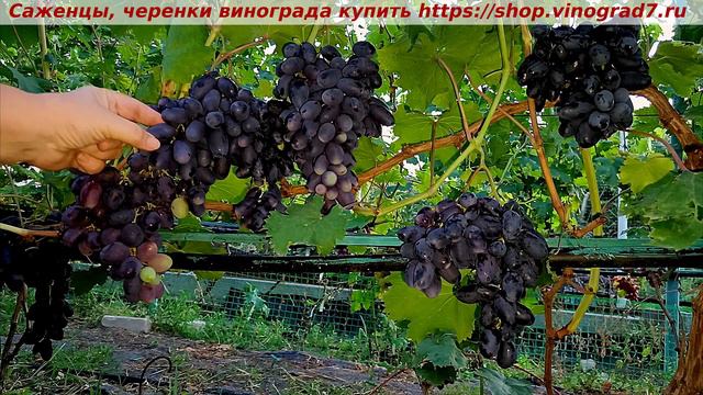 Парад сортов на 27.07.24 года - виноград НАТАЛИ окрашивание, созревание, характеристики. смотреть онлайн