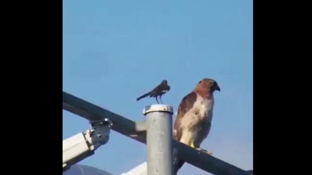 FUN VIDEO #8