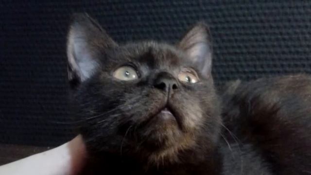 На дороге лежал завязанный мешок. Открыв его, люди в ужасе закричали! смотреть онлайн