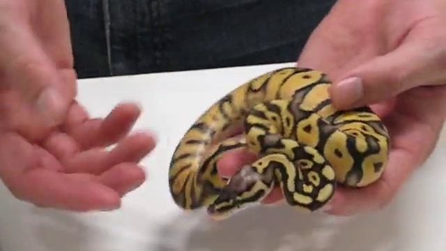 Pastel / Super Pastel Ball Python смотреть онлайн