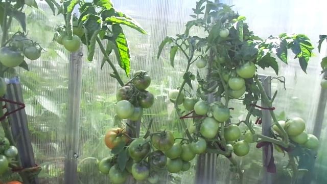 Получаю 5 ведер томатов с одного метра земли! Ольга Чернова.