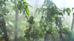 Получаю 5 ведер томатов с одного метра земли! Ольга Чернова.