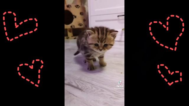 Подборка милых котов из тиктока для хорошего настроения на весь день 😎👍 смотреть онлайн