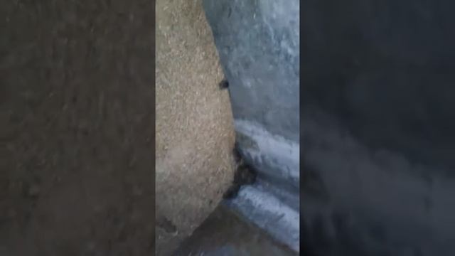 Волосы встают дыбом смотреть онлайн