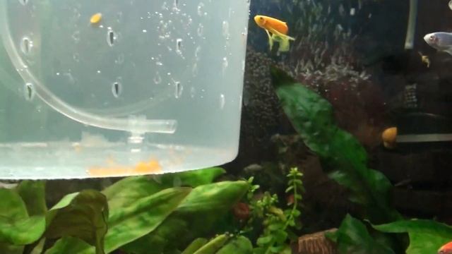 ИНКУБАТОР - ЯСЛИ ДЛЯ АНЦИСТРУСОВ СВОИМИ РУКАМИ смотреть онлайн