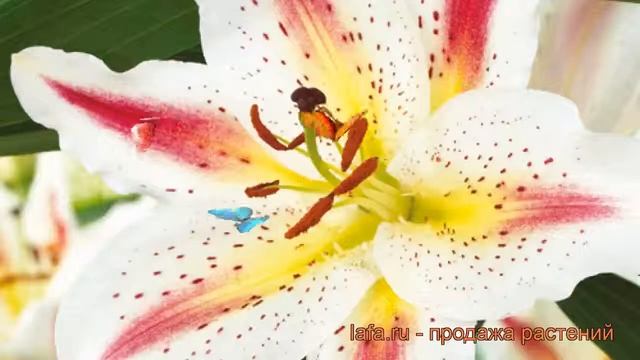 Лилия восточная Плейтайм (lilium oriental playtime) ? обзор: как сажать, луковицы лилии Плейтайм смотреть онлайн