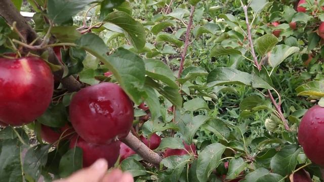 Яблоня Моди persikovod.com смотреть онлайн