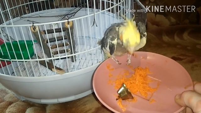 Как приучить кореллу к овощам? и фруктам.? смотреть онлайн