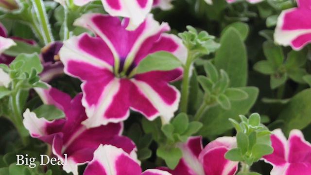 Spring Trials At Westhoff