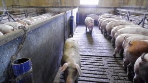 СВИНОФЕРМА В ДАНИИ. КОРМЛЕНИЕ СВИНЕЙ 30-120 КГ