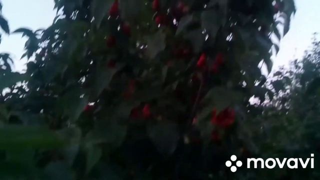 21/Варенье из кизила/ как растет кизил. смотреть онлайн