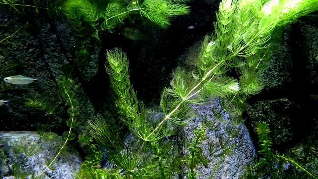 A Delightful Underwater Kingdom/Восхитительное подводное царство