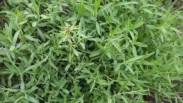 Омолаживание, санитарная обрезка Лаванды. смотреть онлайн