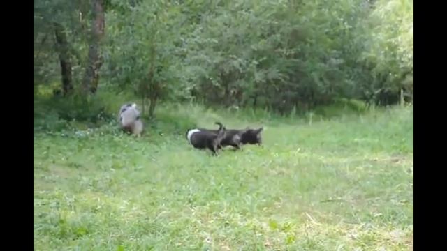 Великолепные щенки колли в Чите смотреть онлайн