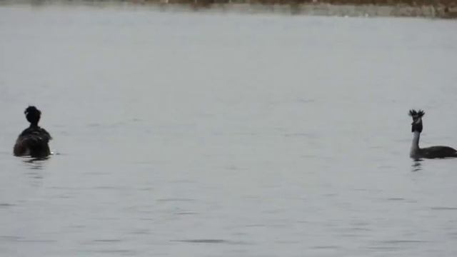 ЧОМГИ смотреть онлайн